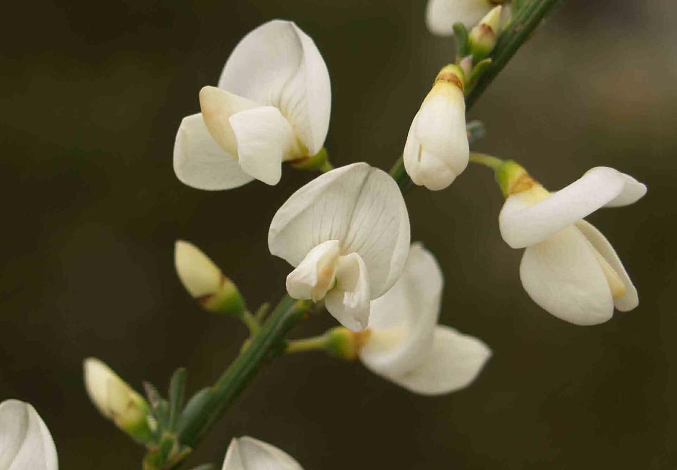 Broom, White Spanish